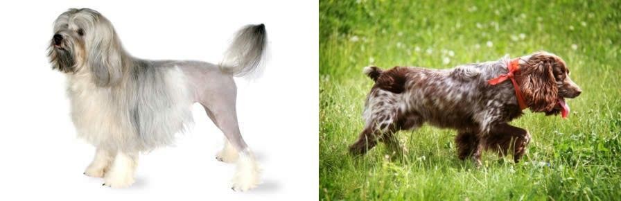 Russian Spaniel vs Lowchen - Breed Comparison