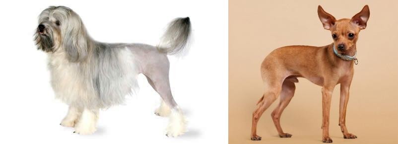 Russian Toy Terrier vs Lowchen - Breed Comparison