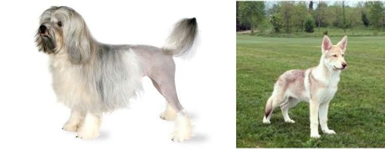 Saarlooswolfhond vs Lowchen - Breed Comparison
