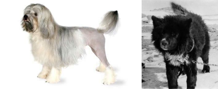 Sakhalin Husky vs Lowchen - Breed Comparison