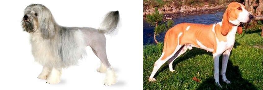 Schweizer Laufhund vs Lowchen - Breed Comparison