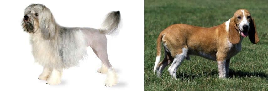 Schweizer Niederlaufhund vs Lowchen - Breed Comparison