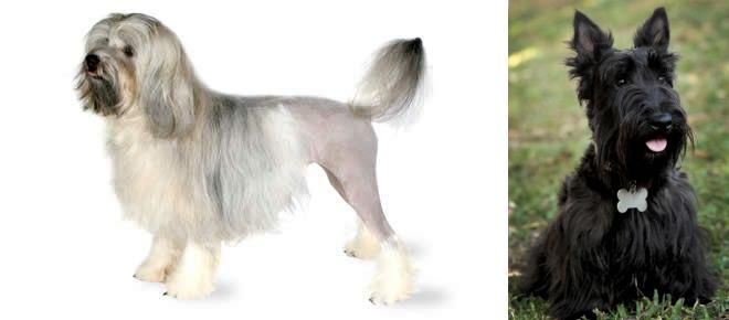 Scoland Terrier vs Lowchen - Breed Comparison