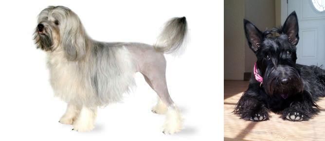 Scottish Terrier vs Lowchen - Breed Comparison