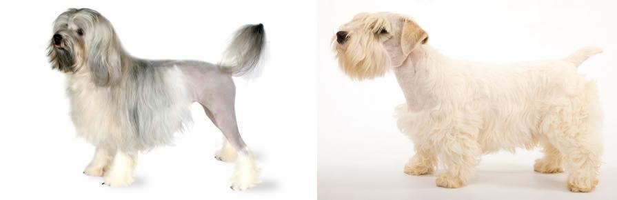 Sealyham Terrier vs Lowchen - Breed Comparison