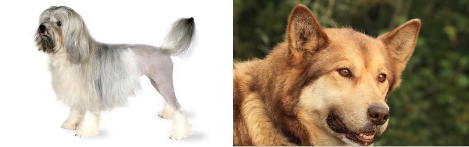 Seppala Siberian Sleddog vs Lowchen - Breed Comparison