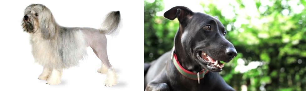 Shepard Labrador vs Lowchen - Breed Comparison