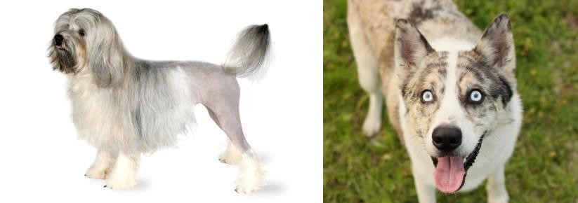 Shepherd Husky vs Lowchen - Breed Comparison