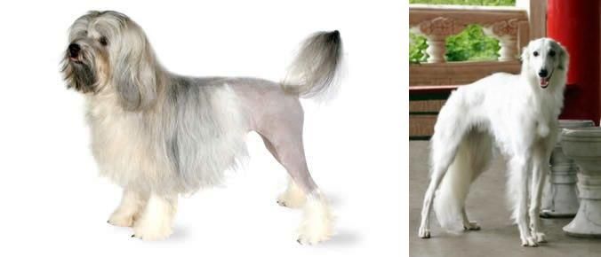 Silken Windhound vs Lowchen - Breed Comparison