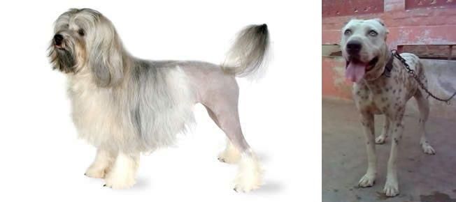Sindh Mastiff vs Lowchen - Breed Comparison