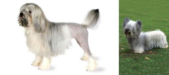 Skye Terrier vs Lowchen - Breed Comparison