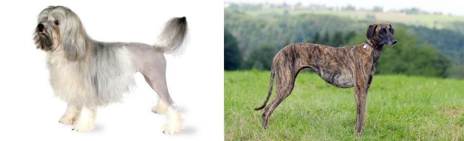 Sloughi vs Lowchen - Breed Comparison
