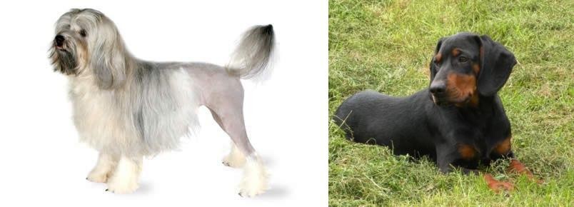 Slovakian Hound vs Lowchen - Breed Comparison
