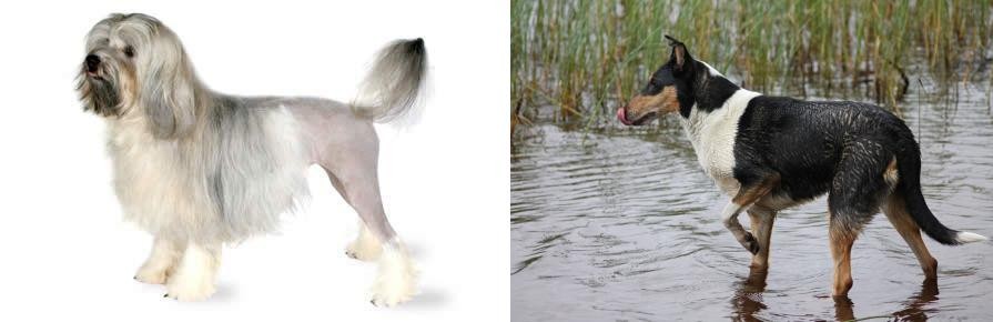 Smooth Collie vs Lowchen - Breed Comparison