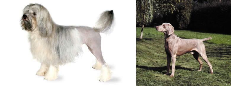 Smooth Haired Weimaraner vs Lowchen - Breed Comparison