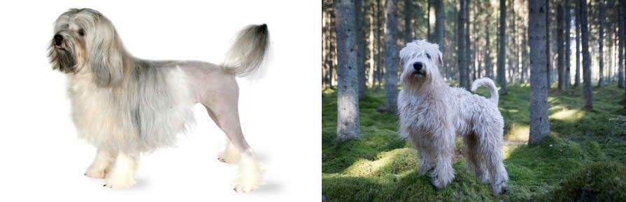 Soft-Coated Wheaten Terrier vs Lowchen - Breed Comparison
