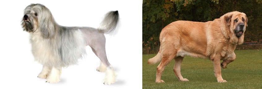 Spanish Mastiff vs Lowchen - Breed Comparison