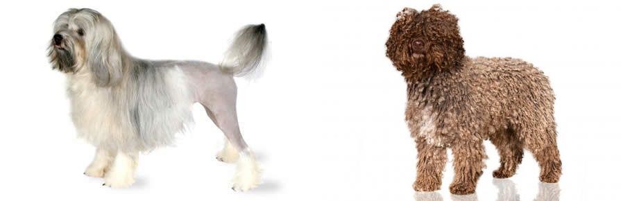 Spanish Water Dog vs Lowchen - Breed Comparison