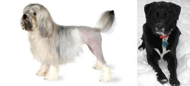 St. John's Water Dog vs Lowchen - Breed Comparison
