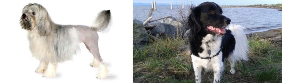 Stabyhoun vs Lowchen - Breed Comparison