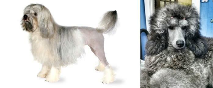 Standard Poodle vs Lowchen - Breed Comparison