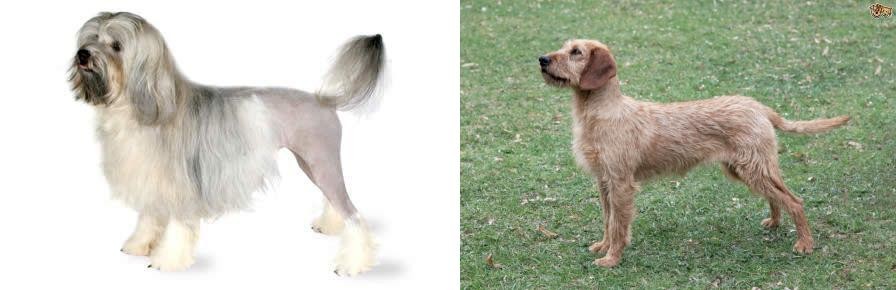 Styrian Coarse Haired Hound vs Lowchen - Breed Comparison