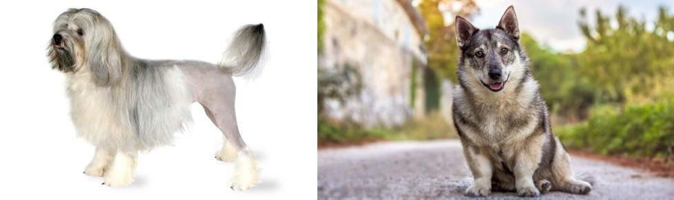 Swedish Vallhund vs Lowchen - Breed Comparison