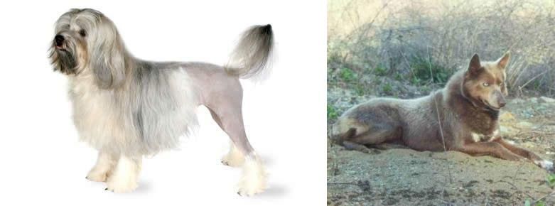 Tahltan Bear Dog vs Lowchen - Breed Comparison