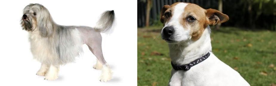 Tenterfield Terrier vs Lowchen - Breed Comparison