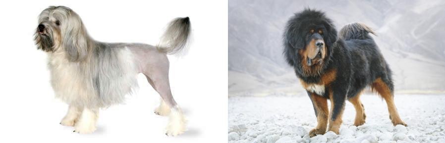 Tibetan Mastiff vs Lowchen - Breed Comparison