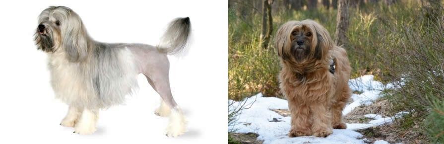 Tibetan Terrier vs Lowchen - Breed Comparison