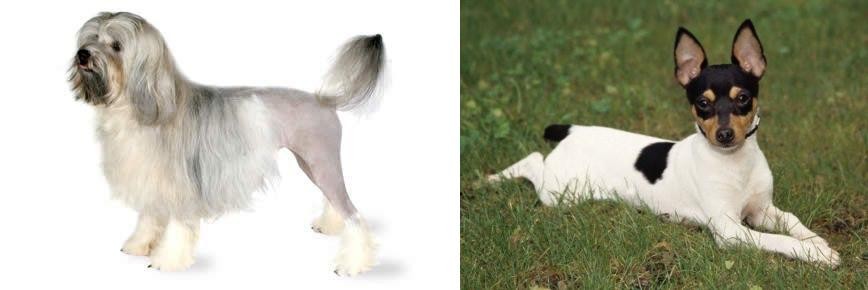 Toy Fox Terrier vs Lowchen - Breed Comparison