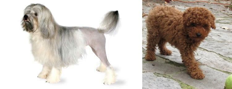 Toy Poodle vs Lowchen - Breed Comparison
