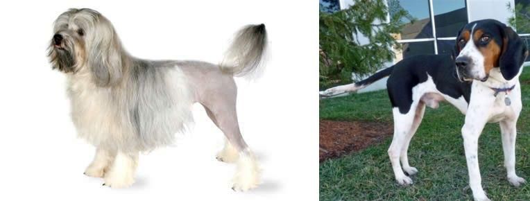Treeing Walker Coonhound vs Lowchen - Breed Comparison