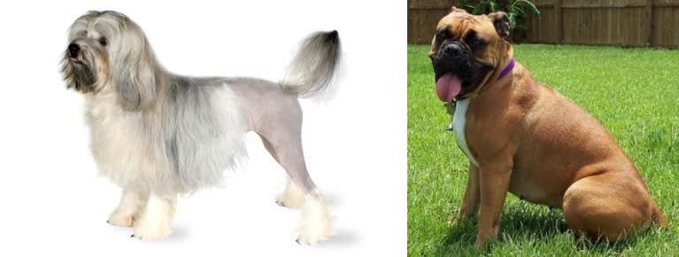 Valley Bulldog vs Lowchen - Breed Comparison
