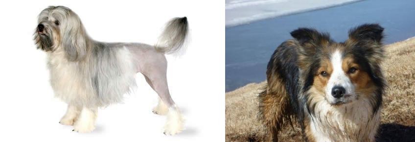 Welsh Sheepdog vs Lowchen - Breed Comparison