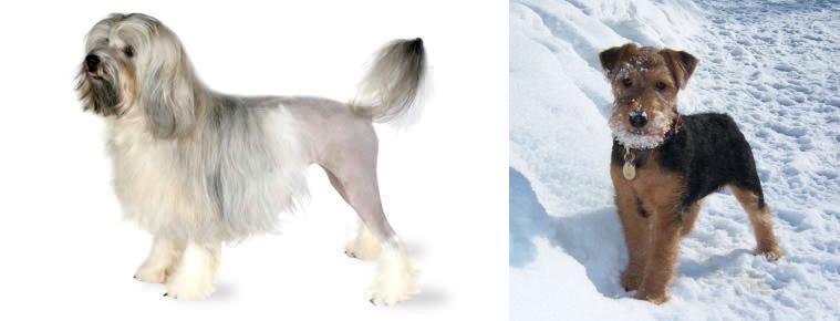 Welsh Terrier vs Lowchen - Breed Comparison