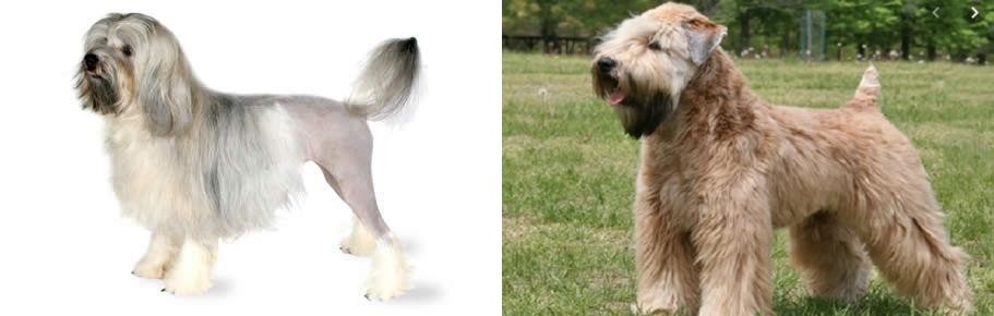 Wheaten Terrier vs Lowchen - Breed Comparison