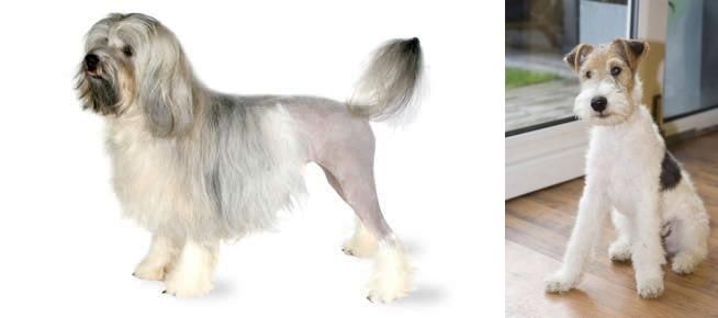 Wire Fox Terrier vs Lowchen - Breed Comparison