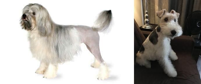 Wire Haired Fox Terrier vs Lowchen - Breed Comparison