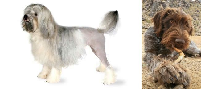Wirehaired Pointing Griffon vs Lowchen - Breed Comparison