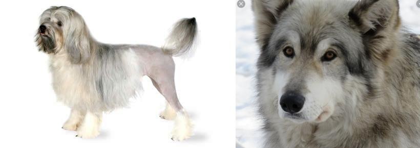 Wolfdog vs Lowchen - Breed Comparison