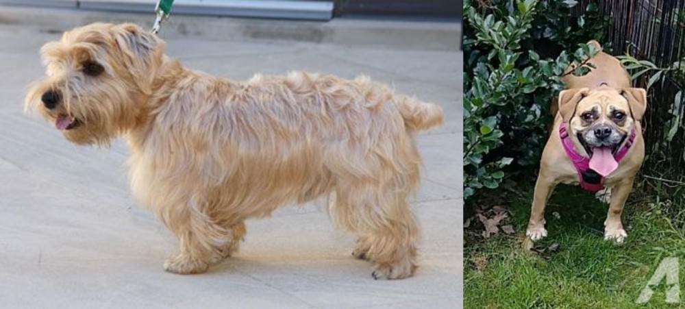 Beabull vs Lucas Terrier - Breed Comparison