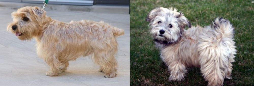 Havapoo vs Lucas Terrier - Breed Comparison