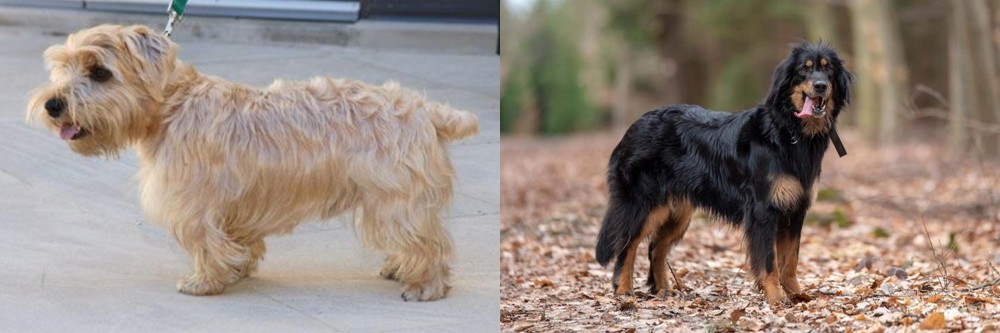 Hovawart vs Lucas Terrier - Breed Comparison