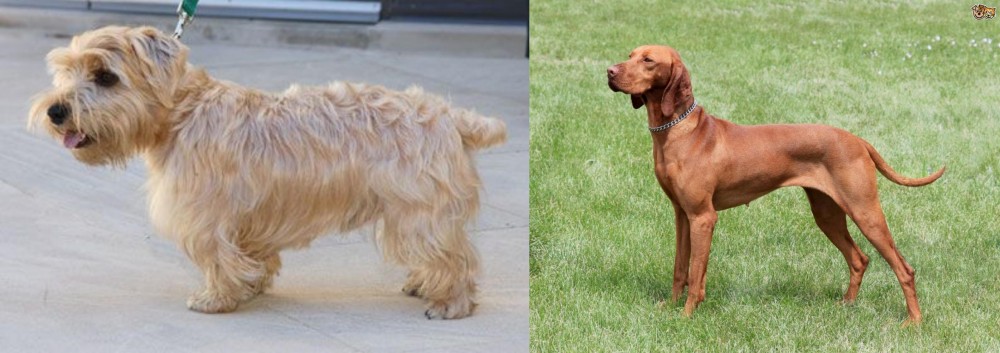 Hungarian Vizsla vs Lucas Terrier - Breed Comparison