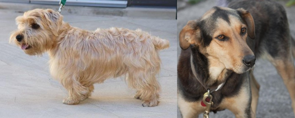 Huntaway vs Lucas Terrier - Breed Comparison