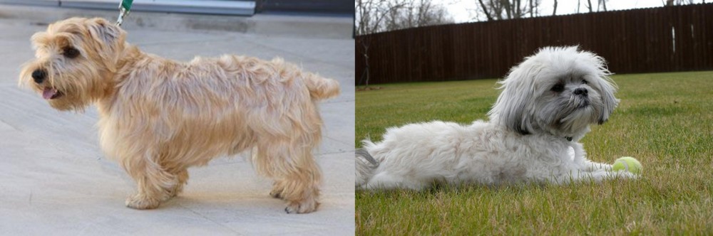 Mal-Shi vs Lucas Terrier - Breed Comparison