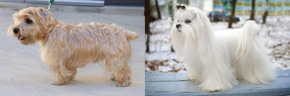 Maltese vs Lucas Terrier - Breed Comparison