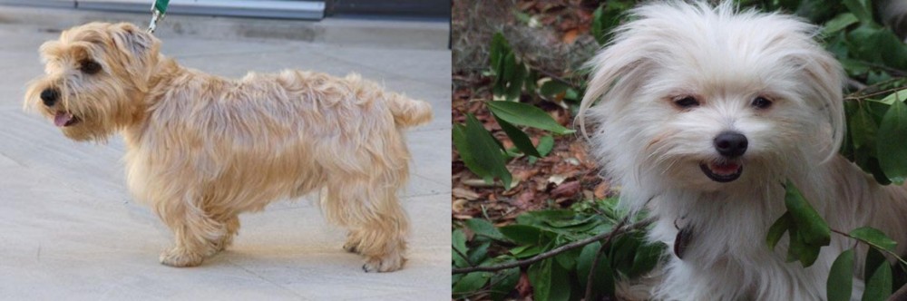 Malti-Pom vs Lucas Terrier - Breed Comparison